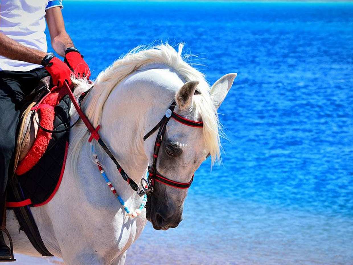 Safari konne na koniach w Sharm El Sheikh w Egipcie, Sharm El-Sheikh.
, photo 2