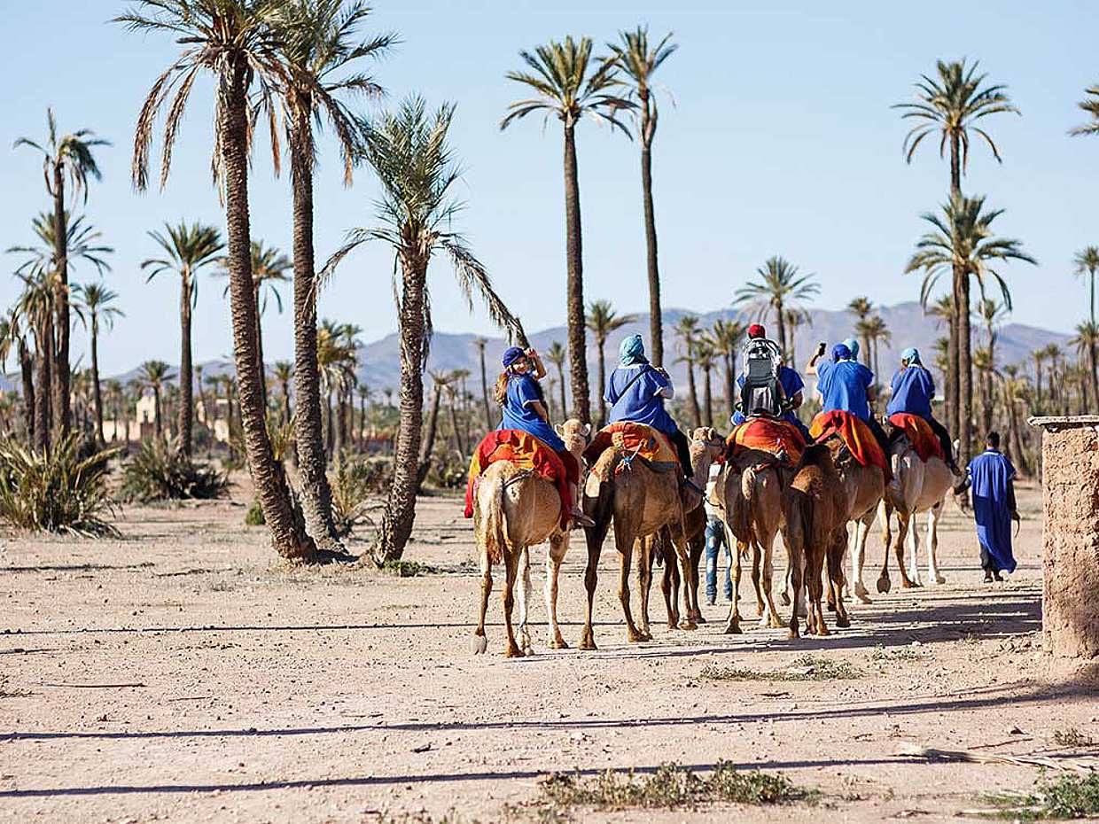 Camel Ride in the Palm Grove in Marrakesh, Morocco
