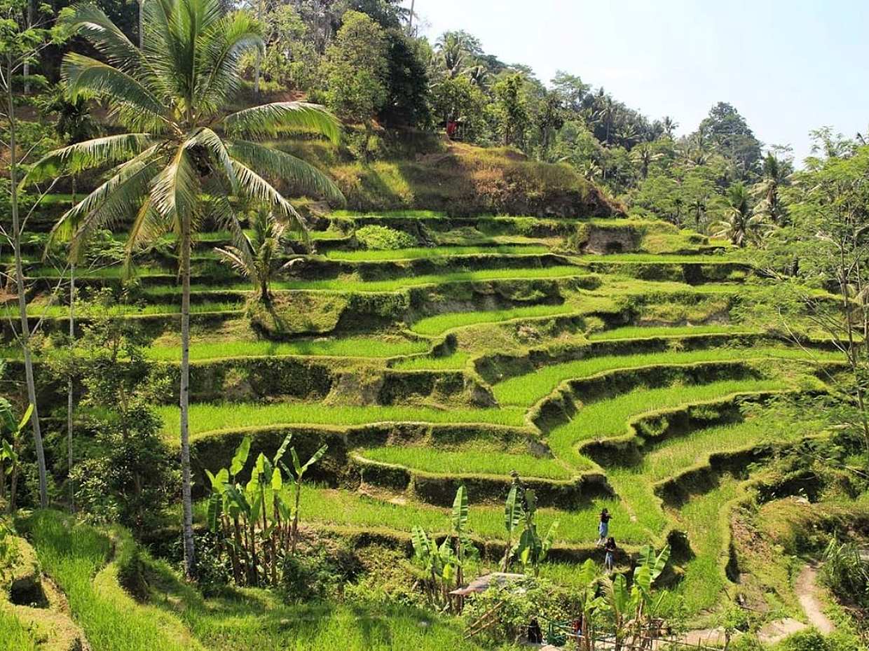 Experience Ubud: From Traditional Crafts & Monkey Forest to Ancient Temples & Jungle Waterfalls in Indonesia, Bali, photo 5