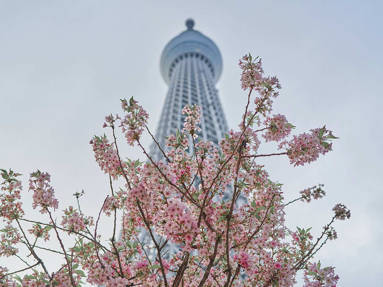 Tokyo privétour tijdens uw tussenstop met ophaal- en afzetservice op de luchthaven in Japan, photo 4