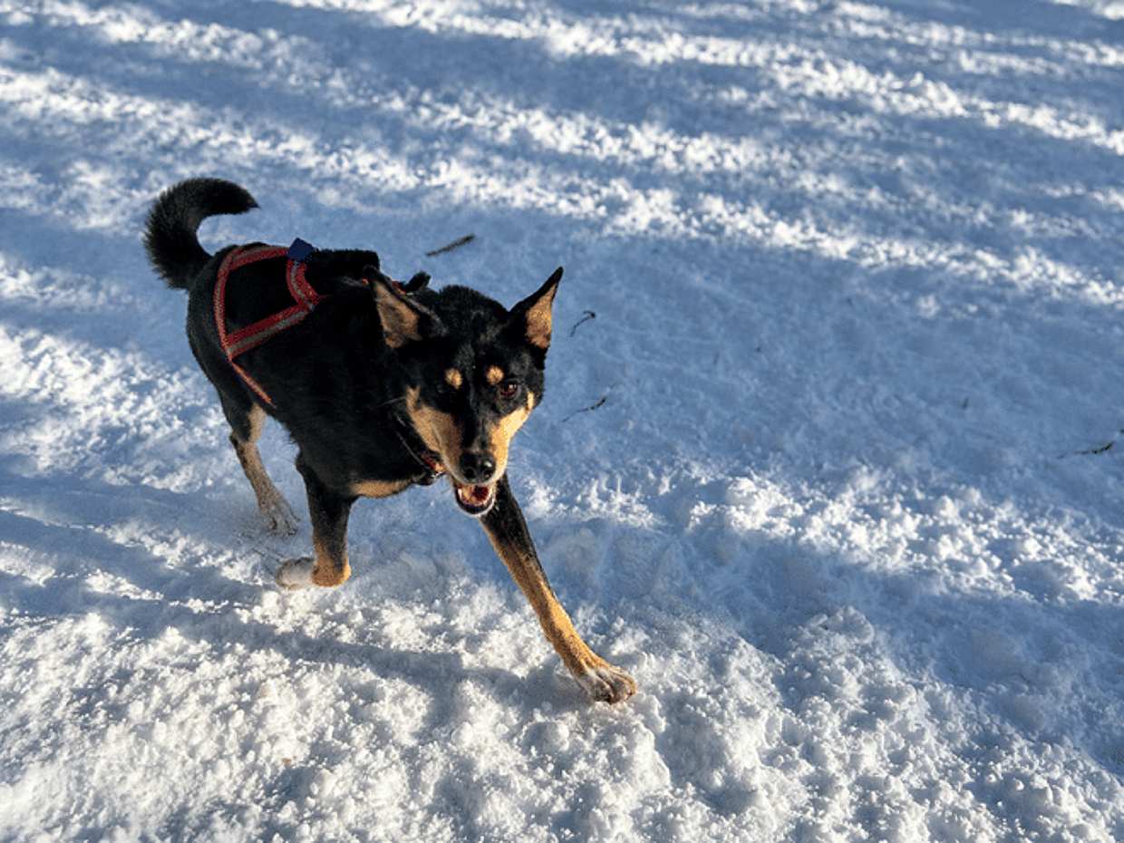 Husky Kennel Visit & Cuddle with Huskies, Levi, photo 4