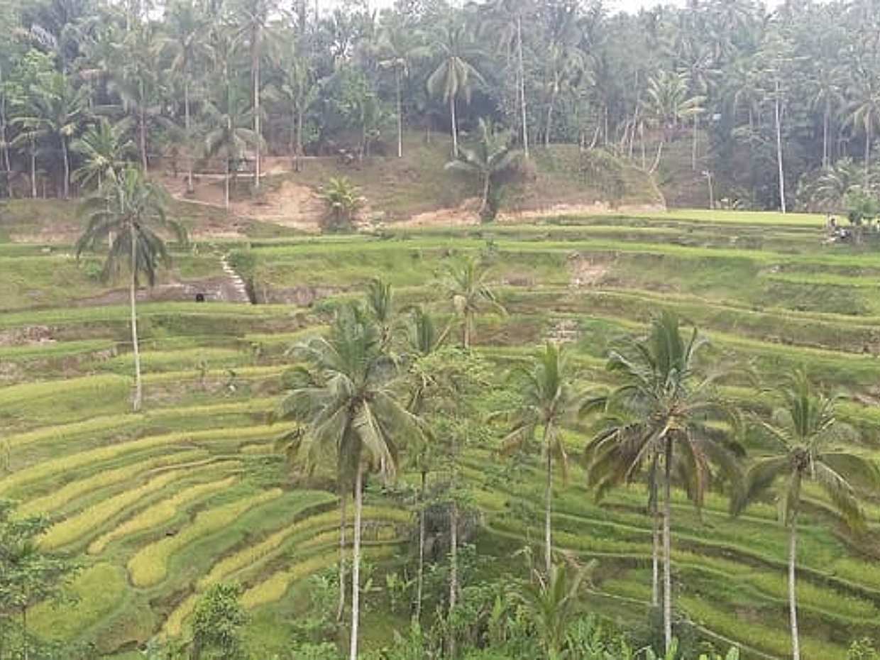 Full-Day Ubud Village including Mt Batur Tirta Empul and Sightseeing Tour, photo 4