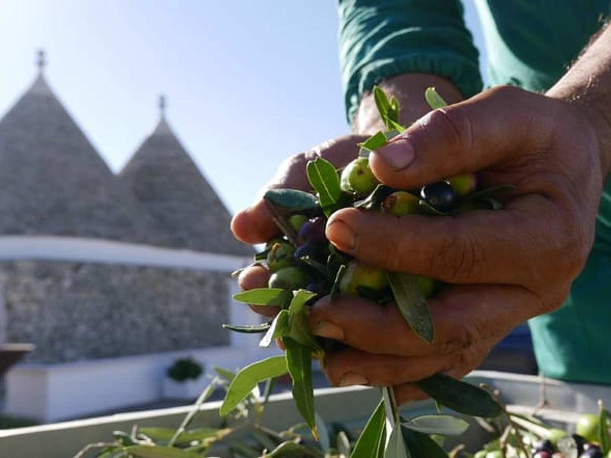 Martina Franca: Olive Oil Mill Tour & Tasting Experience