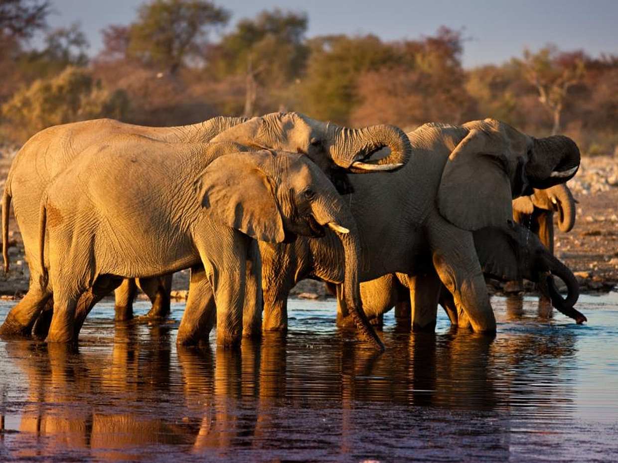 South Laungwa Private Walking Safari in Zambia, Kakumbi رحلة سفاري مشي خاصة في جنوب لونغوا في زامبيا، كاكومبي.