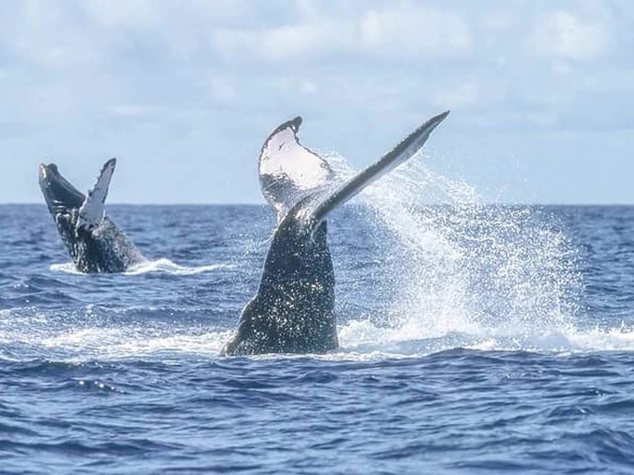 Speed Boat Whale Watching Tour, photo 4
