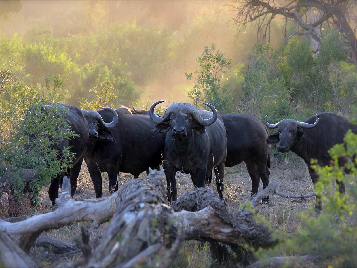 `<p>Game Drive &amp; Rhino Encounter Safari στην Ζάμπια, Λίβινγκστον</p>`