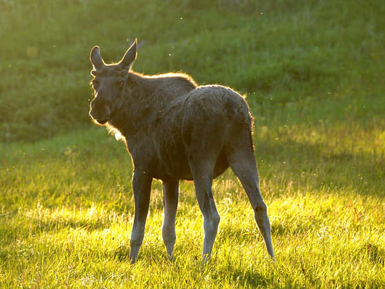 Moose Safari, photo 4
