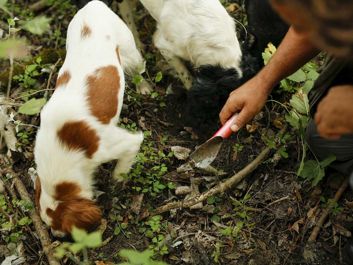 Cyprus Truffle Tour in Paphos, photo 2
