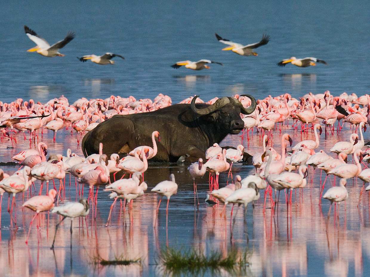 Lake Nakuru Day Trip From Nairobi in Kenya