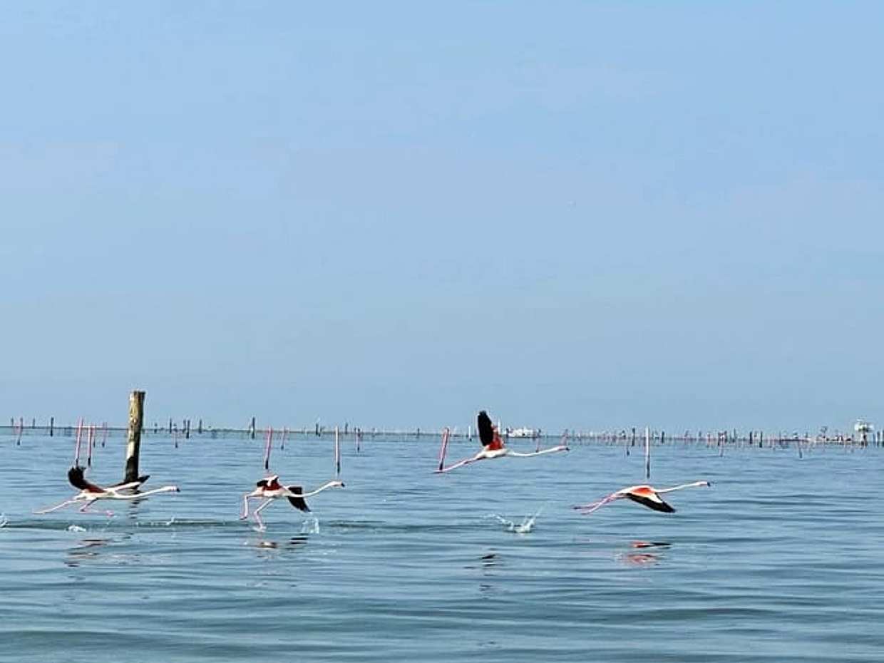 Po Delta Sunset Boat Tour: Explore Isola dell’Amore & Nature with aperitif, photo 5