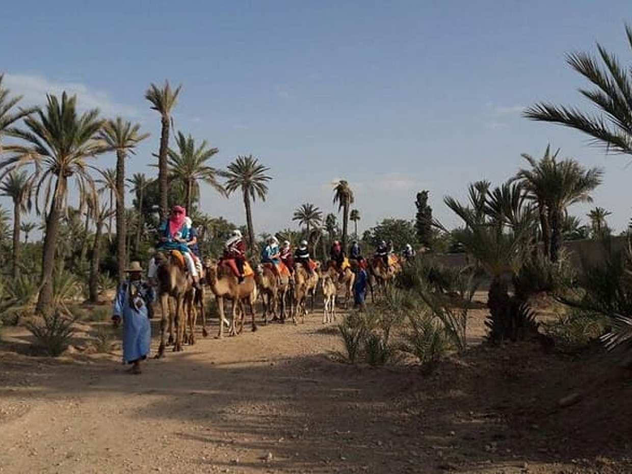 Authentic 1-Hour Camel Ride Adventure, photo 4