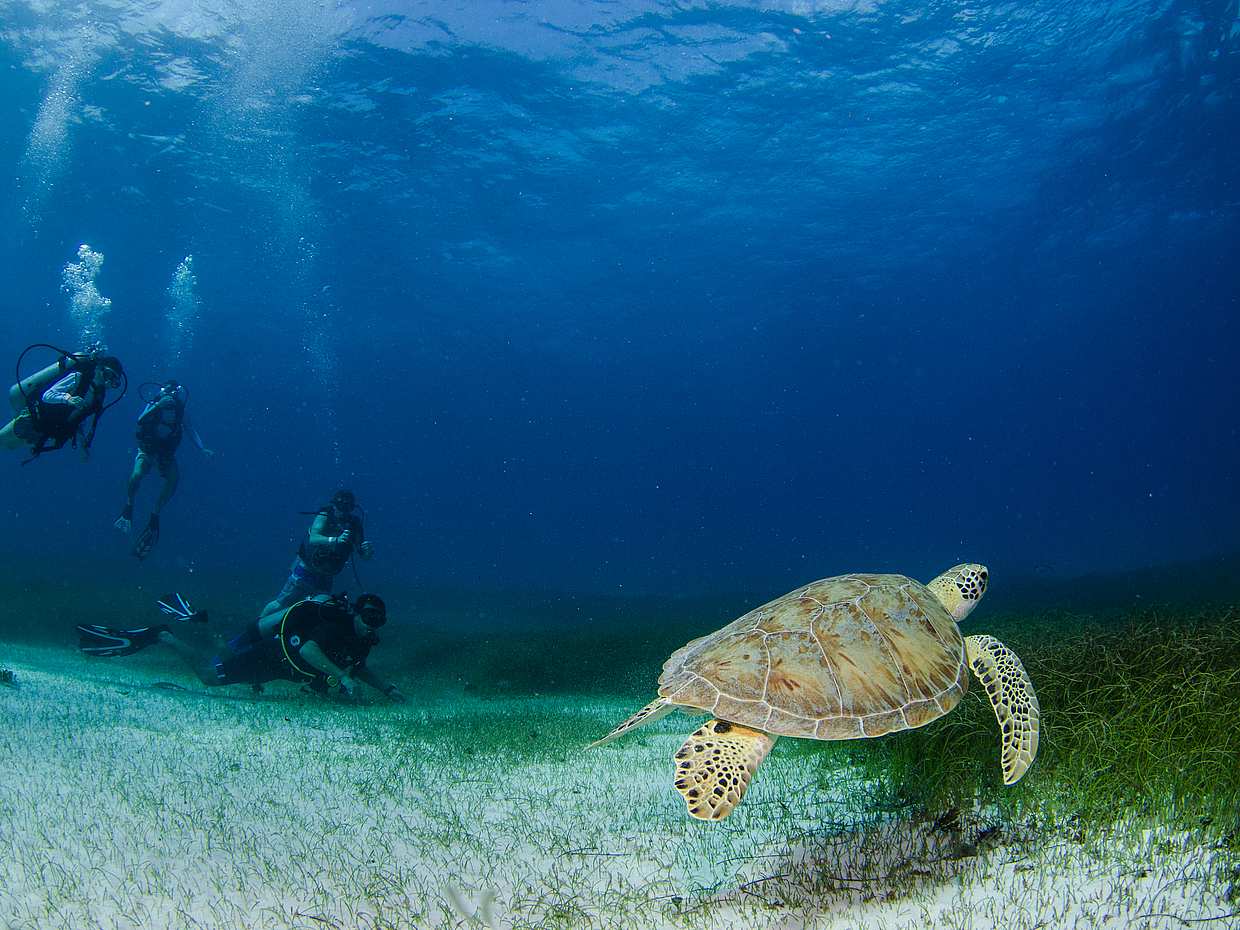 Bahía Papagayo Buceo en Costa Rica, Provincia de Guanacaste.
