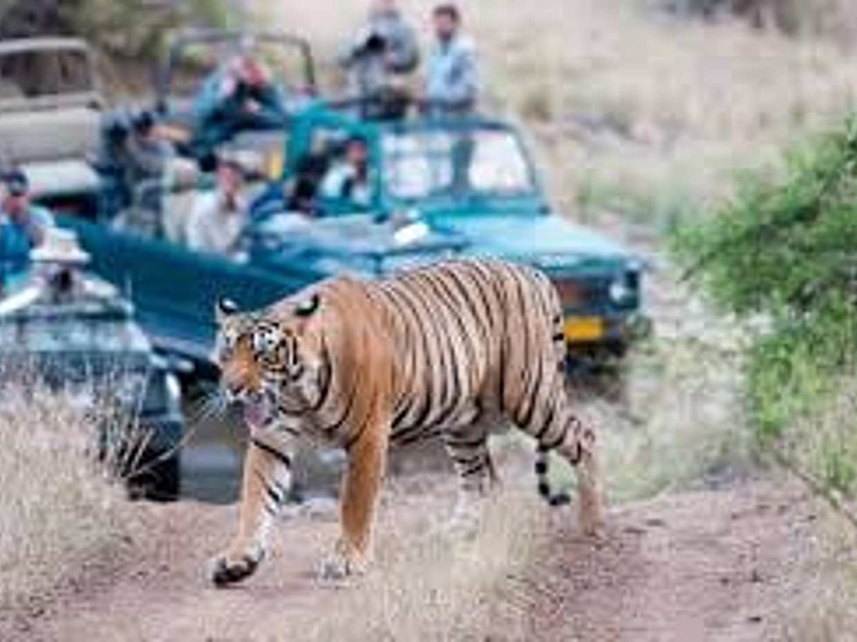 7-Day Delhi, Agra, Jaipur & Ranthambore Tour