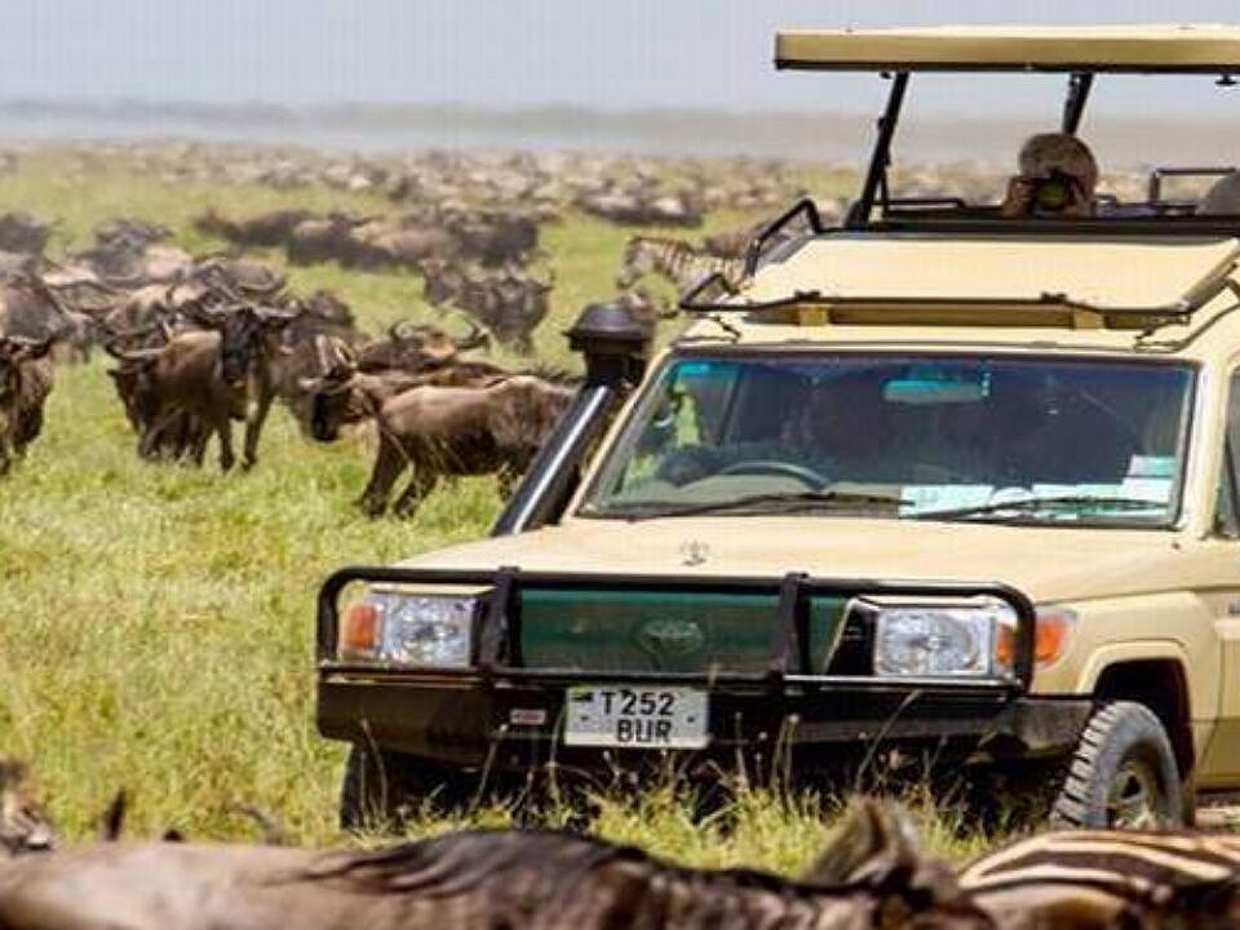Masai Mara 1-day Trip in Kenya