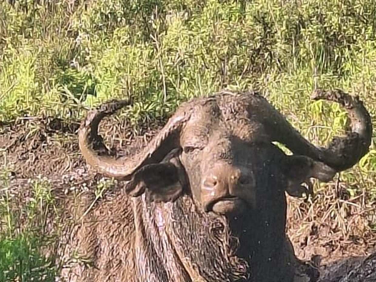 3 Days and 2 Nights Private Maasai Mara Safari in Kenya, Nairobi, photo 4