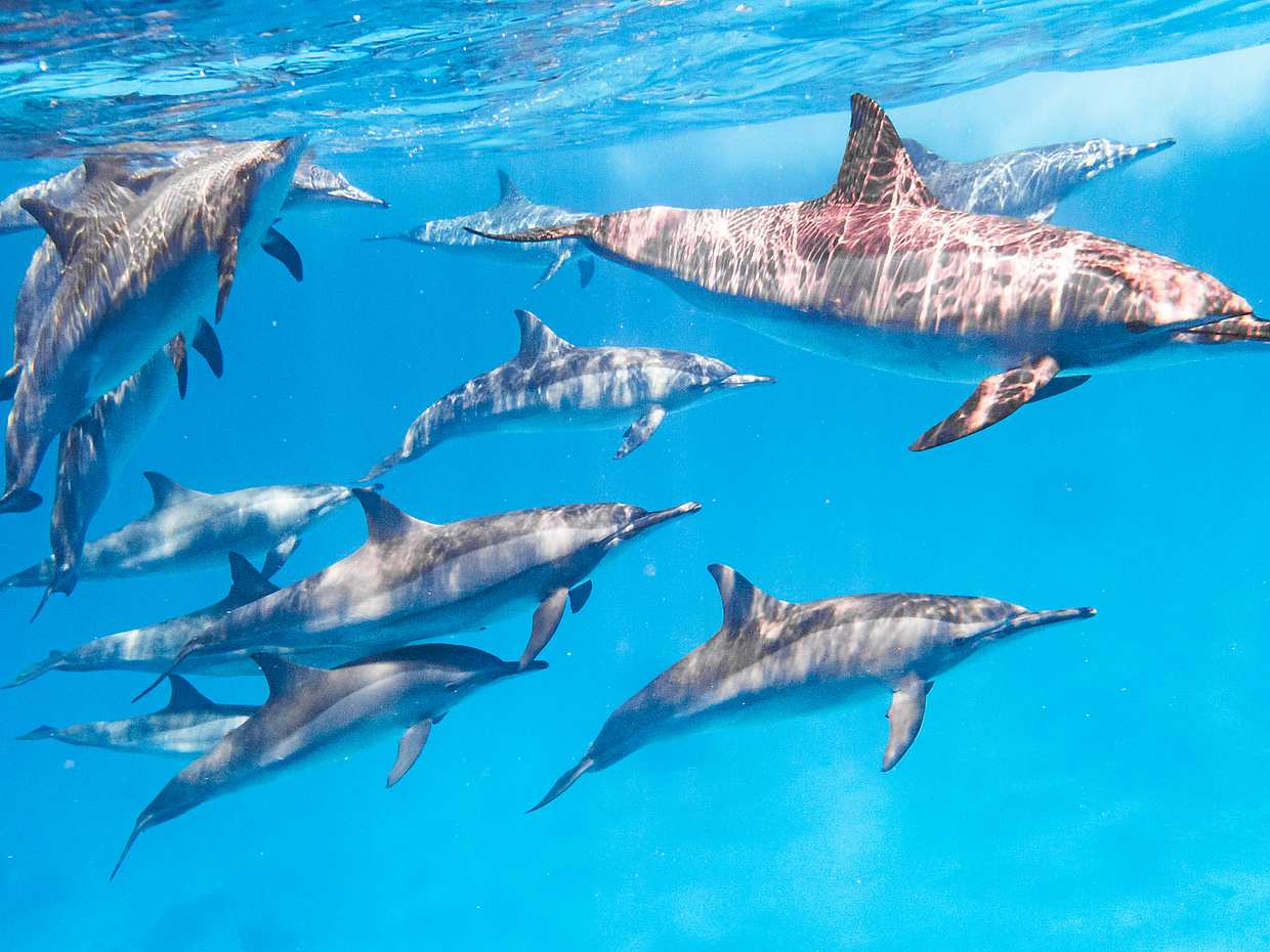 Nuoto con i delfini e tour di snorkeling da Marsa Alam