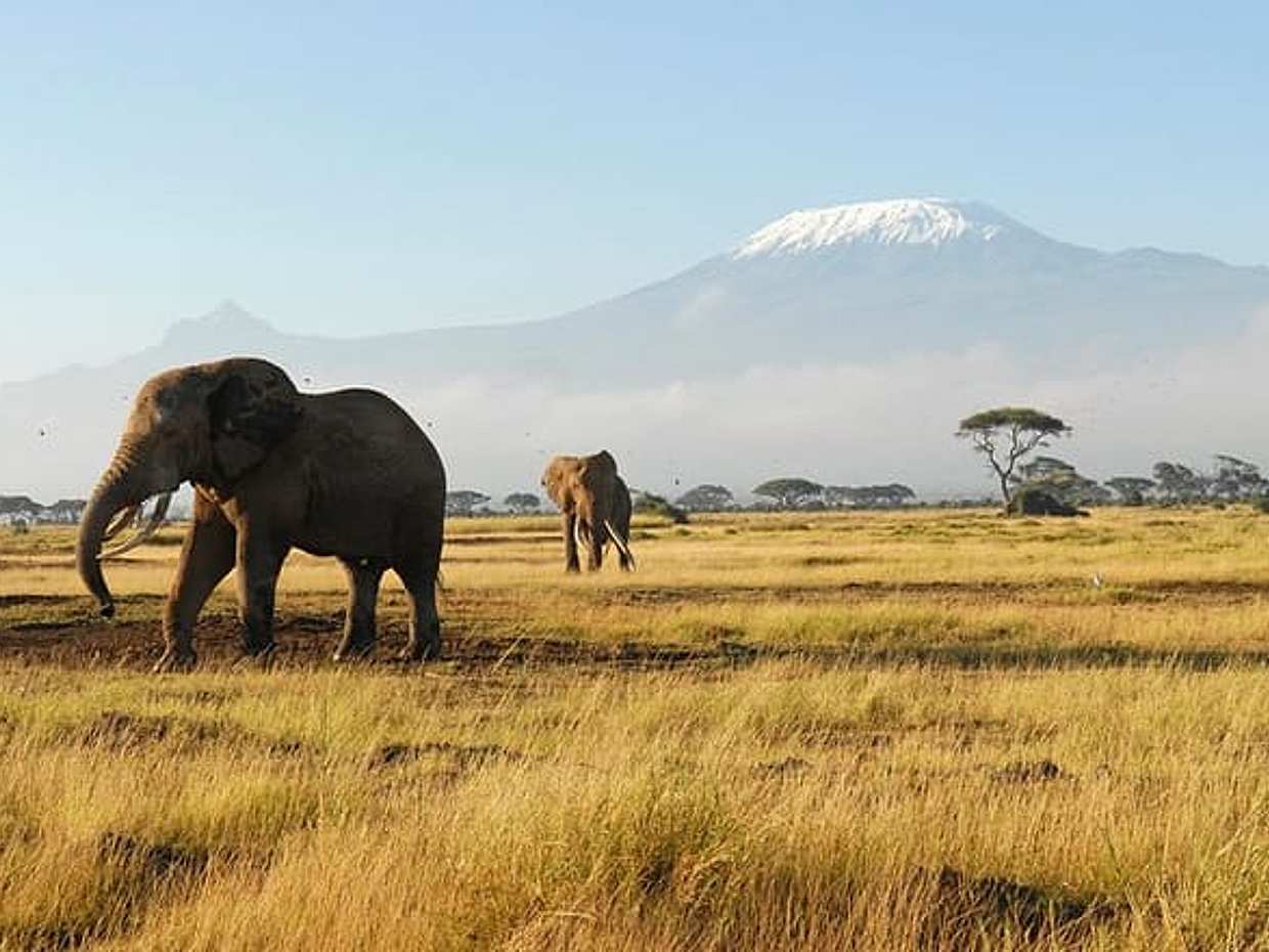Best 7 Days Kenya Adventure Wildlife Safari, photo 3