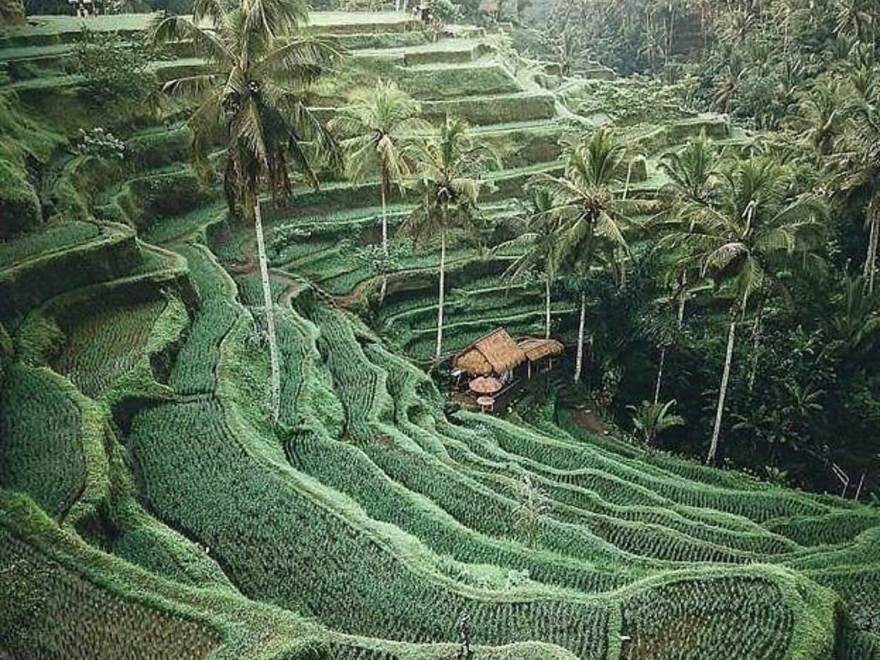 Bestes Bali 3-Tages-Paket in Indonesien, Ubud
, photo 4