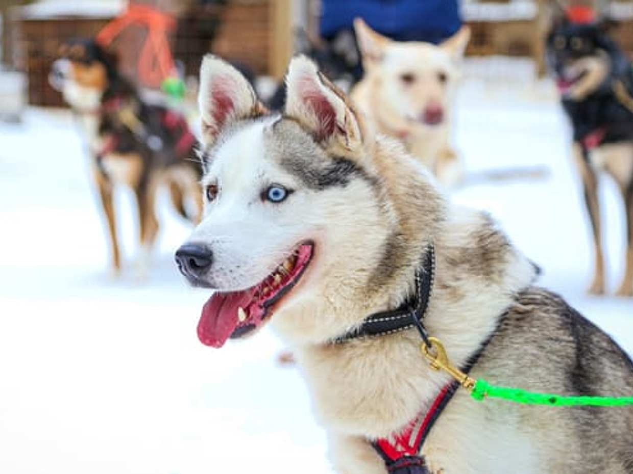 Husky Safari 10 km Self-Drive, Levi, photo 2
