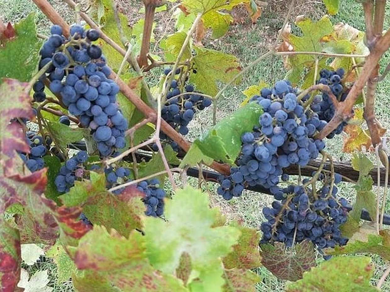 HALF-DAY: Chianti Classic Tour with Wine Experience & visit of San Gimignano, photo 2