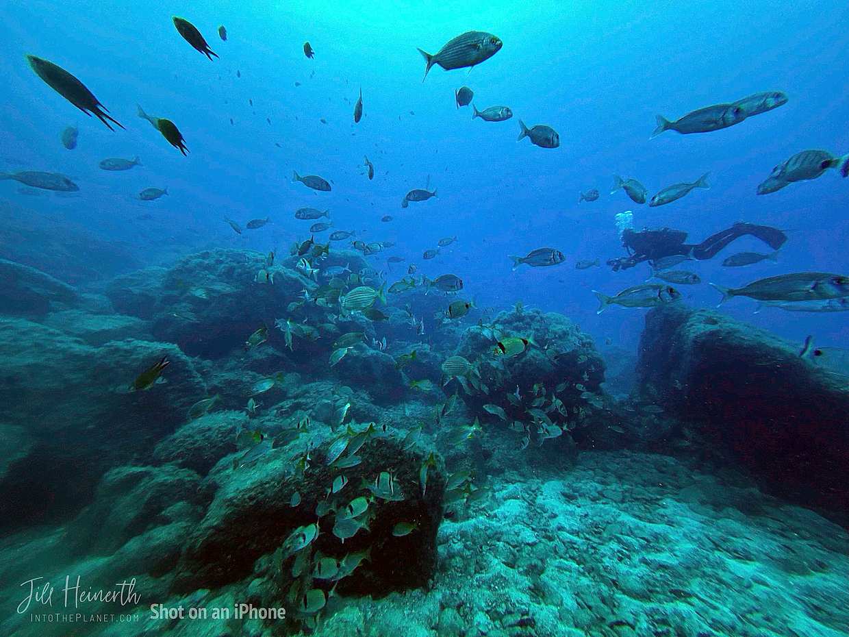 Buceo en la Isla de Porto Santo en Portugal.
, photo 5