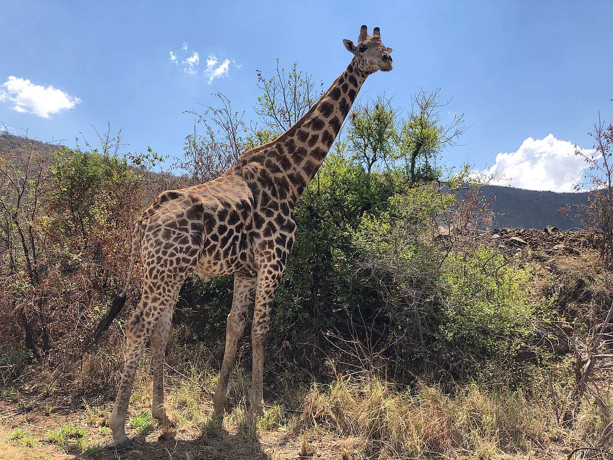 Excursions safari de luxe d'une journée complète à Pilanesberg au départ de Johannesburg en Afrique du Sud.
