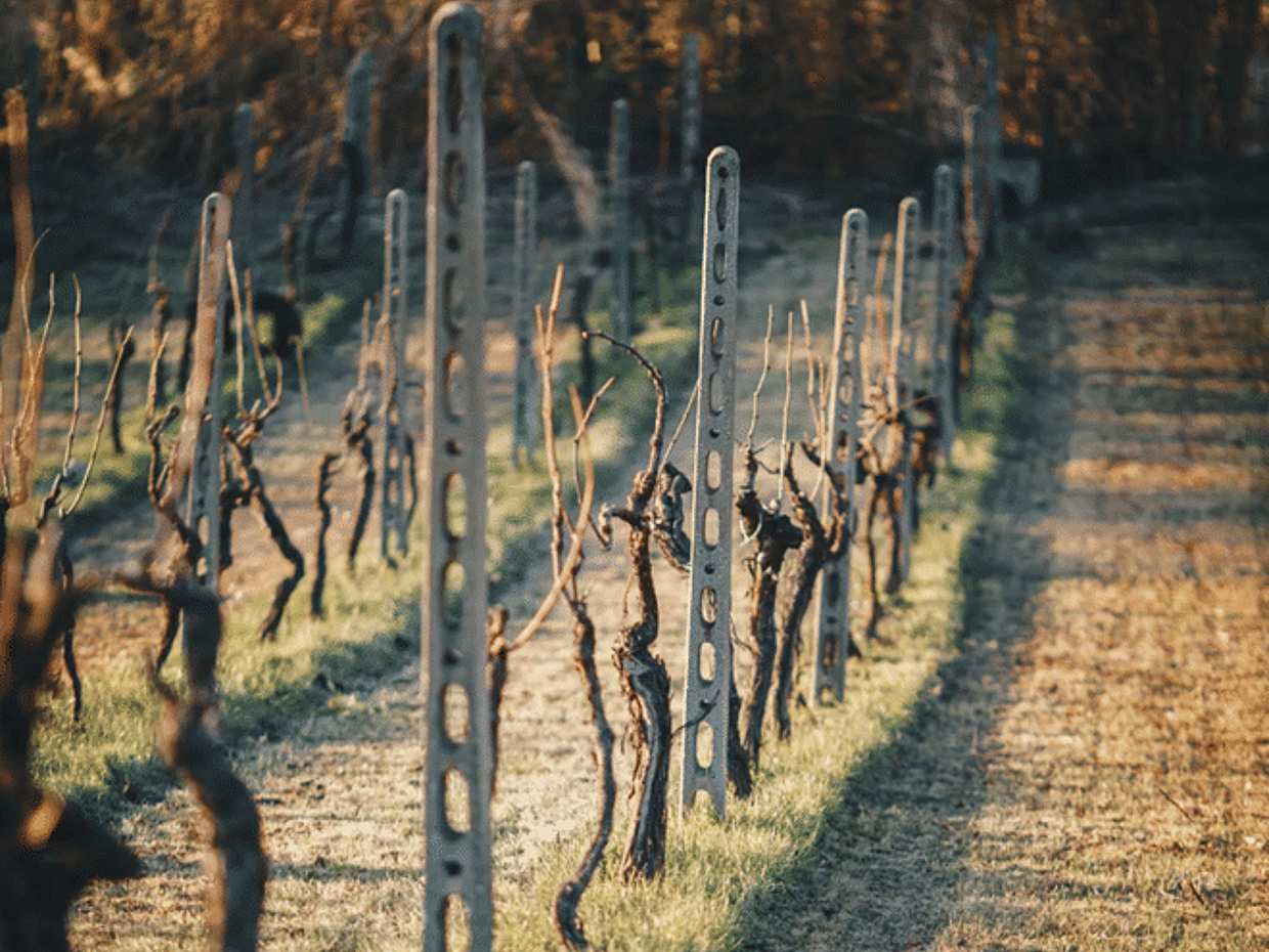 Marche Wines: Explore the Richness of Local Flavors