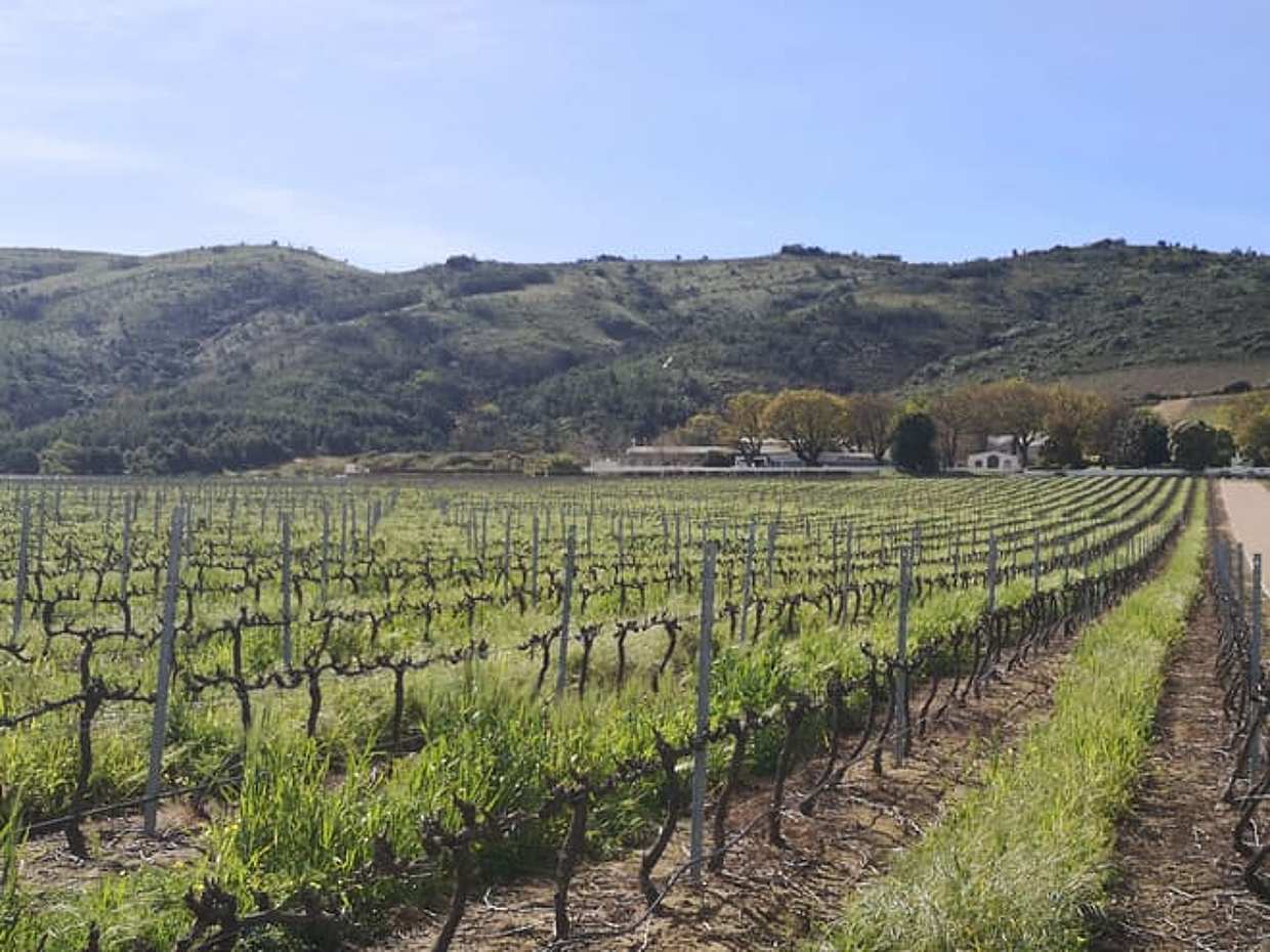Cape Town Based Private Full Day Tour to the Stellenbosch Wine Region, photo 2