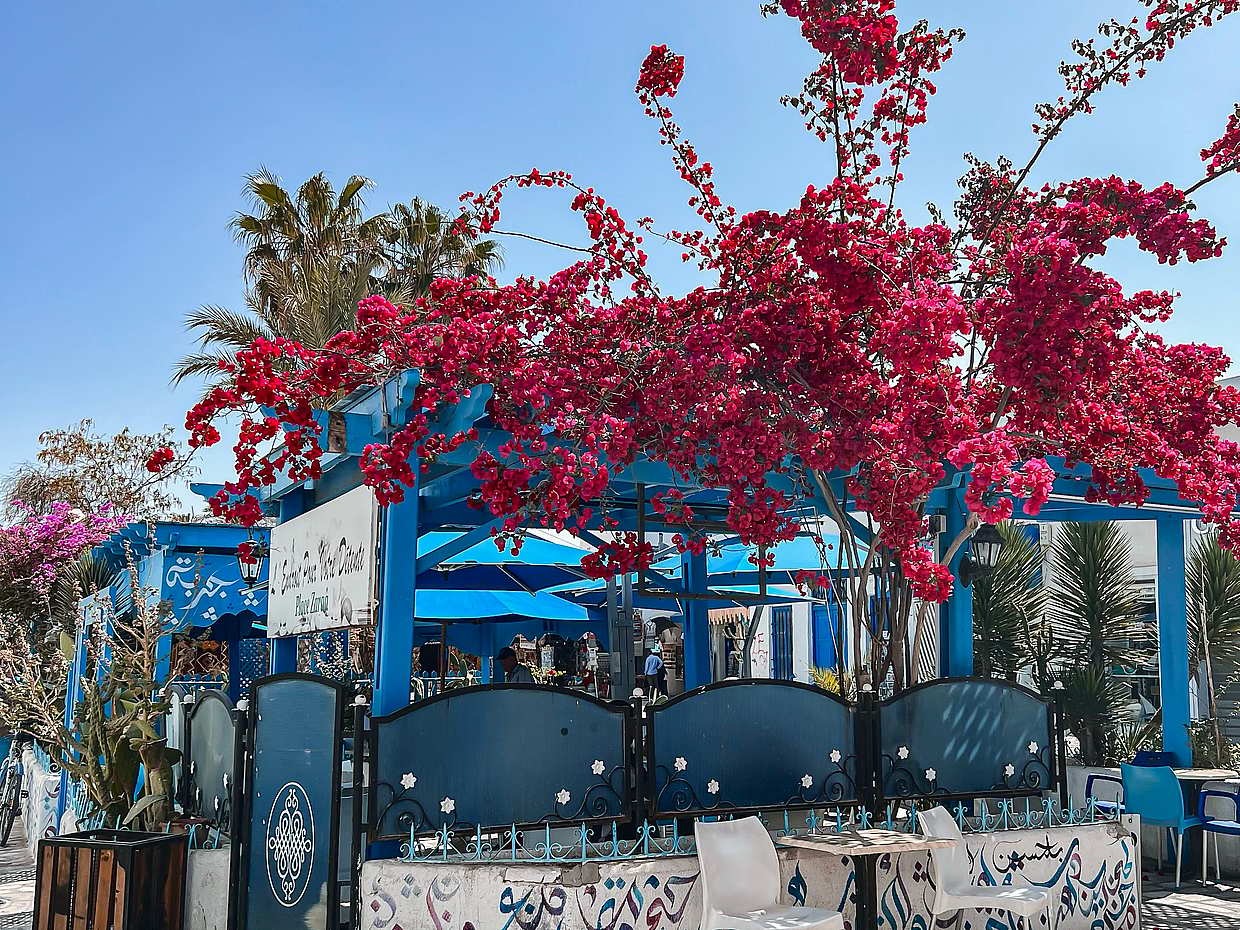 A Culinary Adventure in Djerba: From the Fish Market to Your Plate in Tunisia, Djerba Midun, photo 3