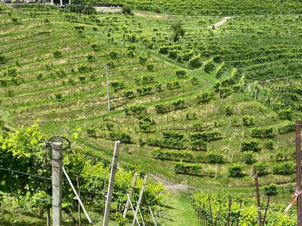 Prosecco Hills wine tour, photo 5