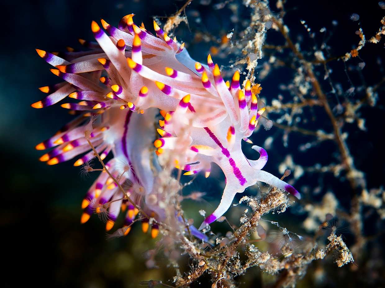Diving Experience in Antalya in Turkey, Antalya District, photo 4