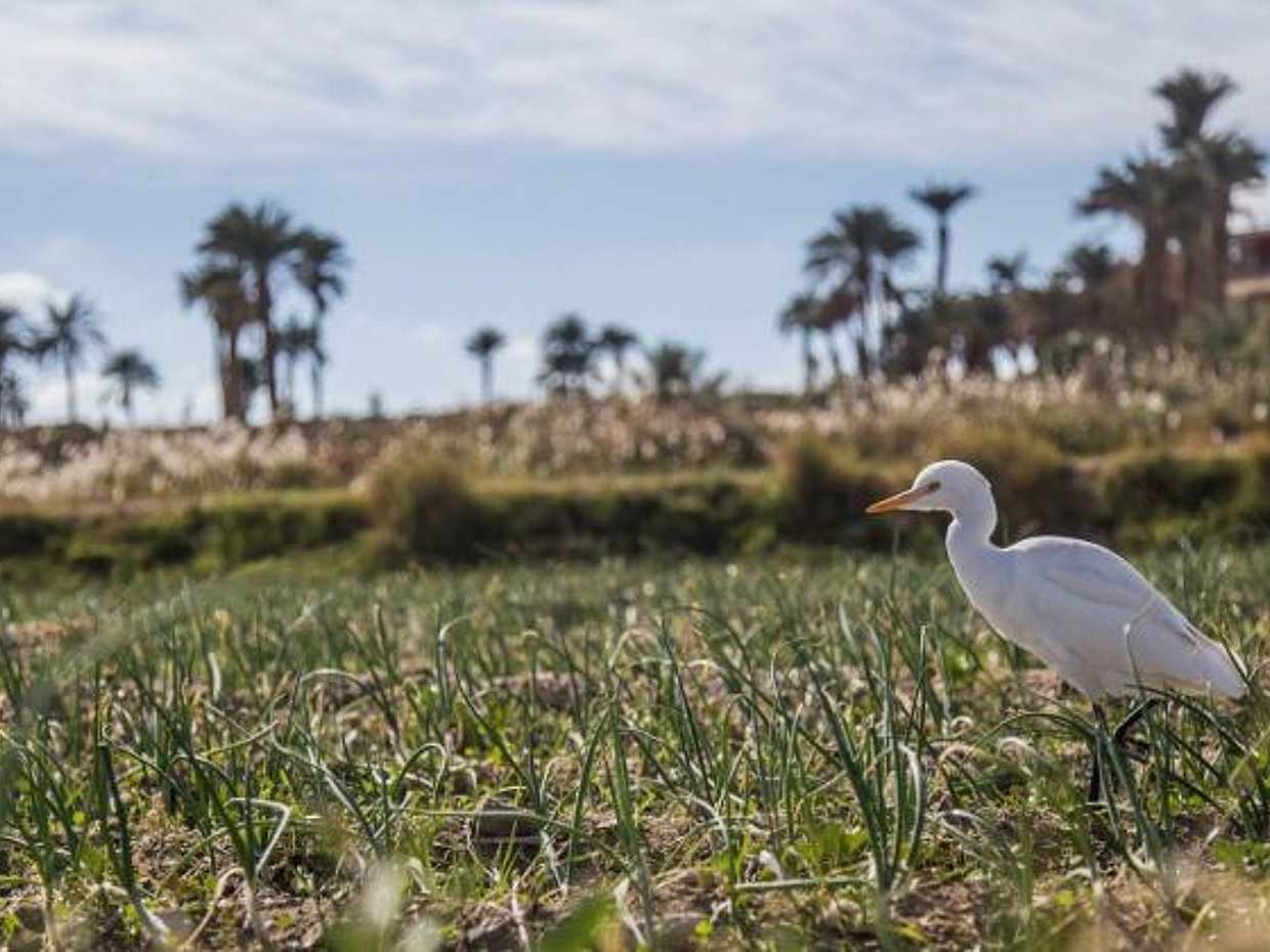 Discover the Wonderful Oasis of Faiyum in Egypt, Cairo, photo 2