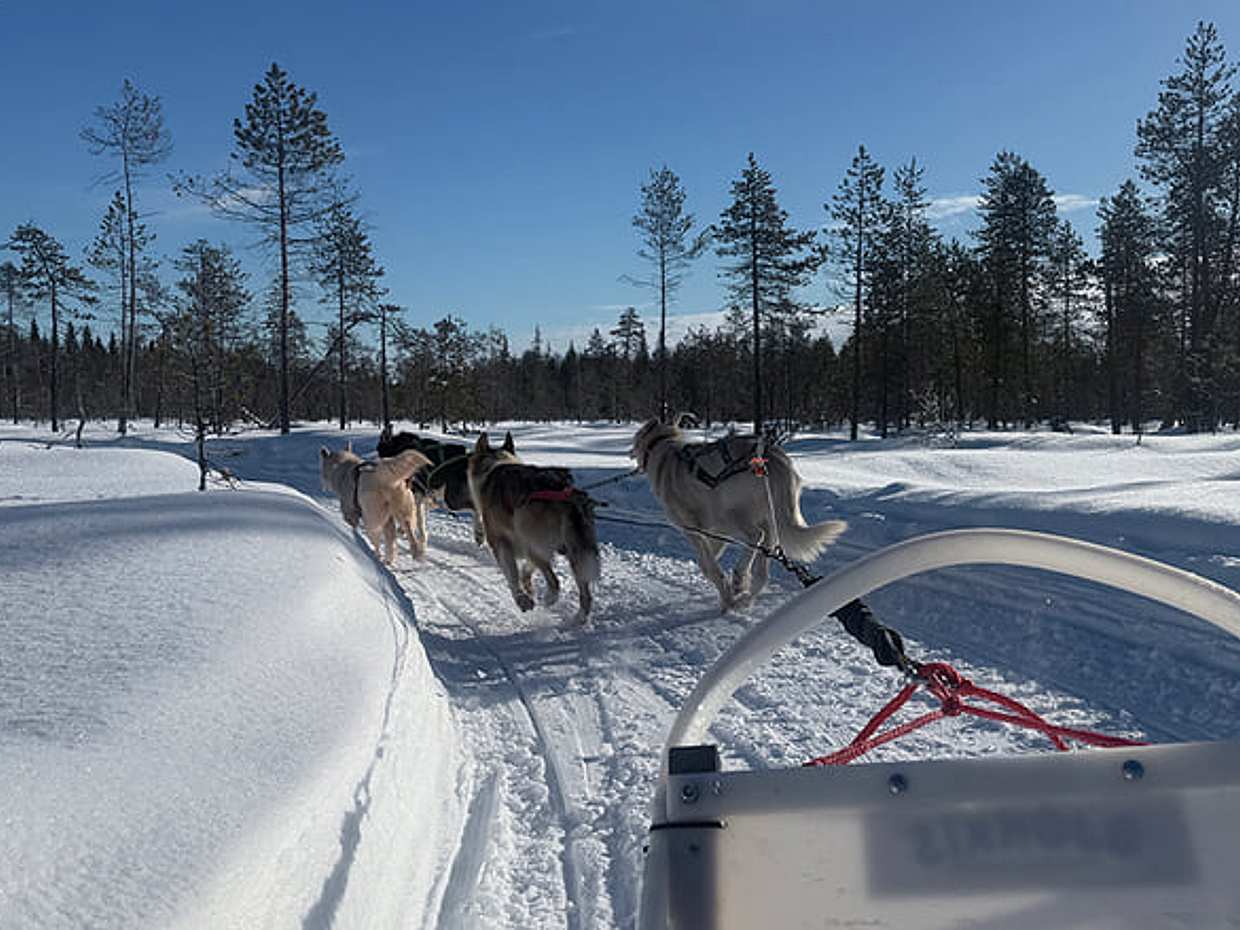 Husky Safari 5-6 km Self-Drive in a Hidden Forest Kennel, Levi