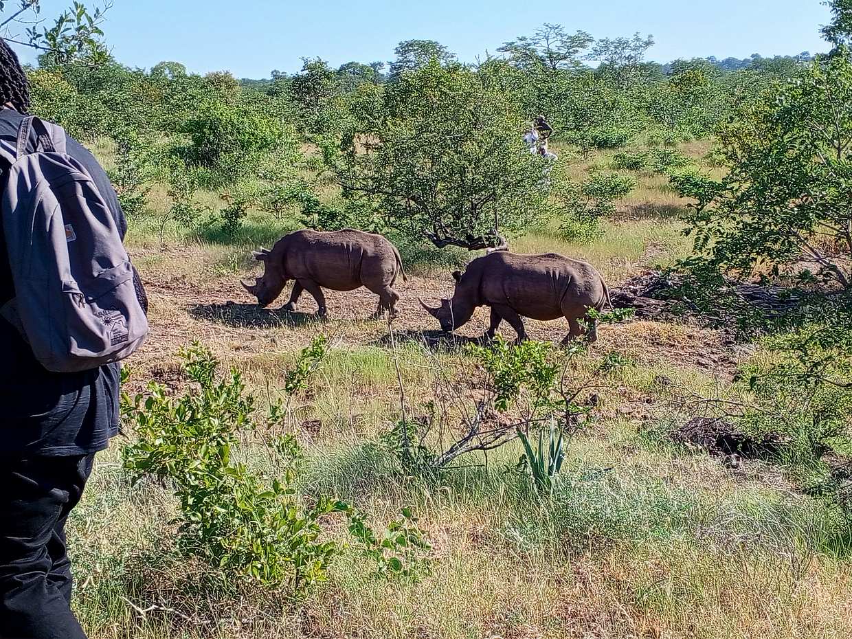 `<p>Game Drive &amp; Rhino Encounter Safari στην Ζάμπια, Λίβινγκστον</p>`, photo 3