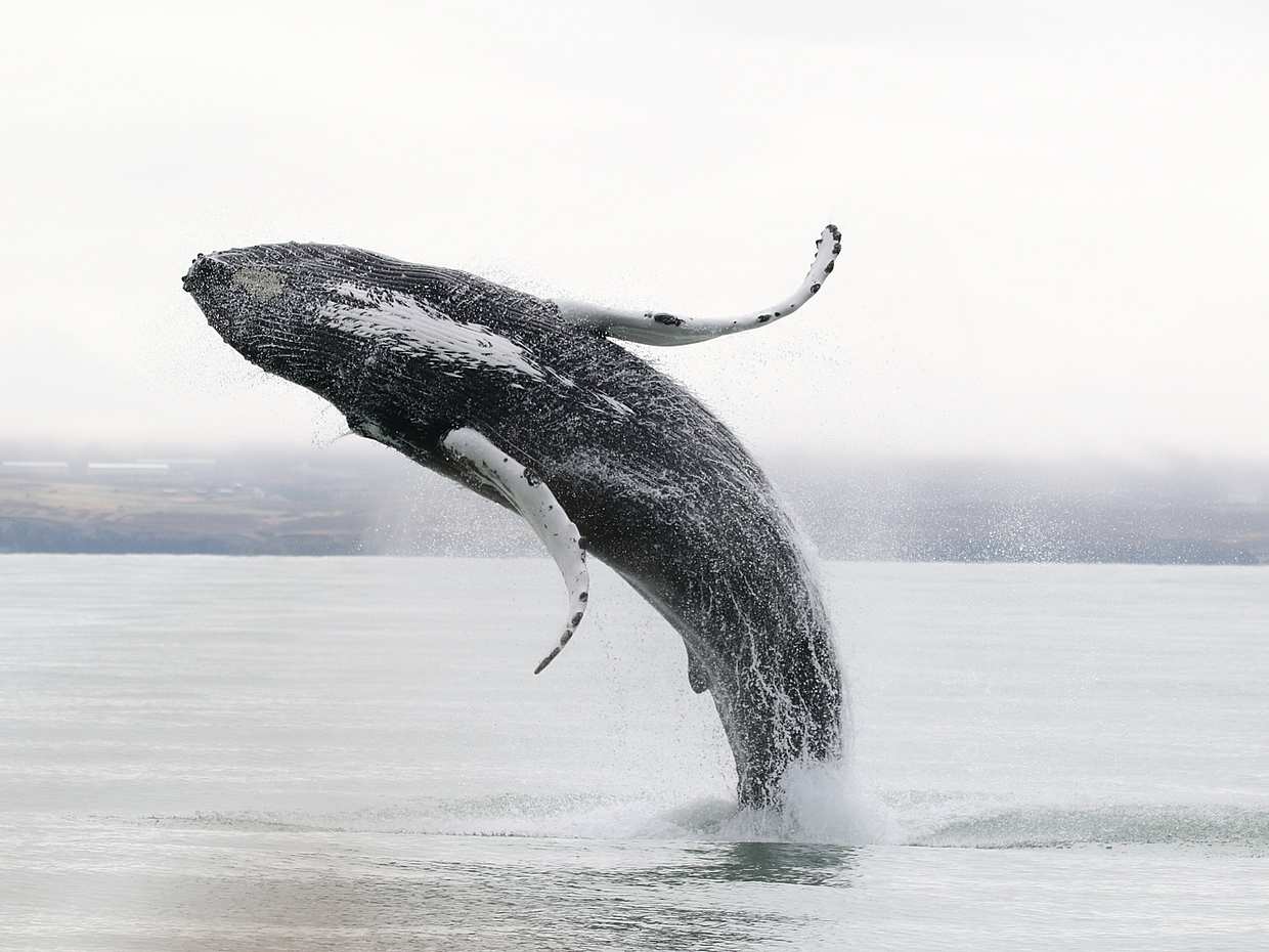 Whal- und Papageientaucherbeobachtung von Húsavík in Island, Húsavík Wal- und Papageientaucherbeobachtung
, photo 5