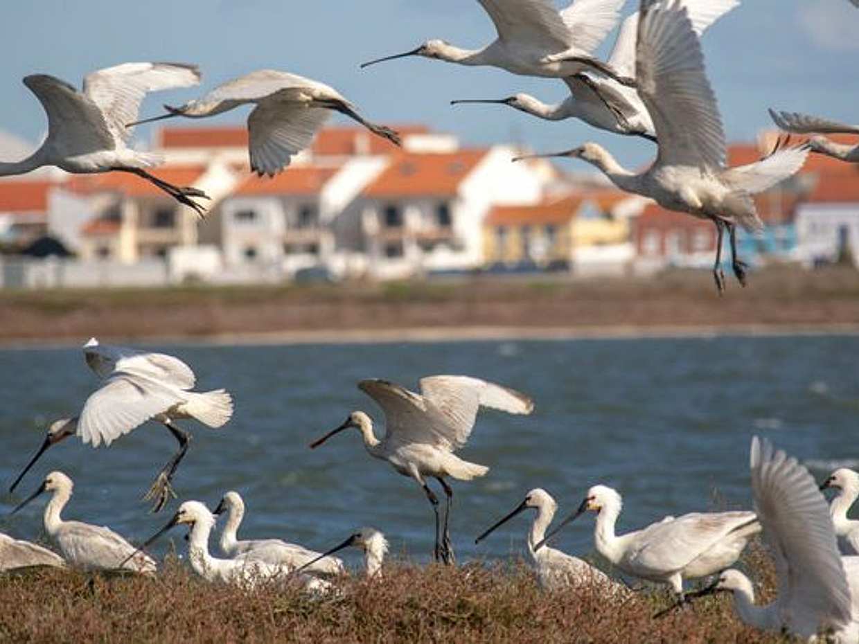 Haliç Kuş Gözlem Tekne Turu, Portekiz, Lizbon, photo 2