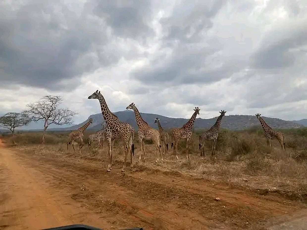 1-Day Tsavo National Park Safari from Diani in Kenya, Diani Beach, photo 3