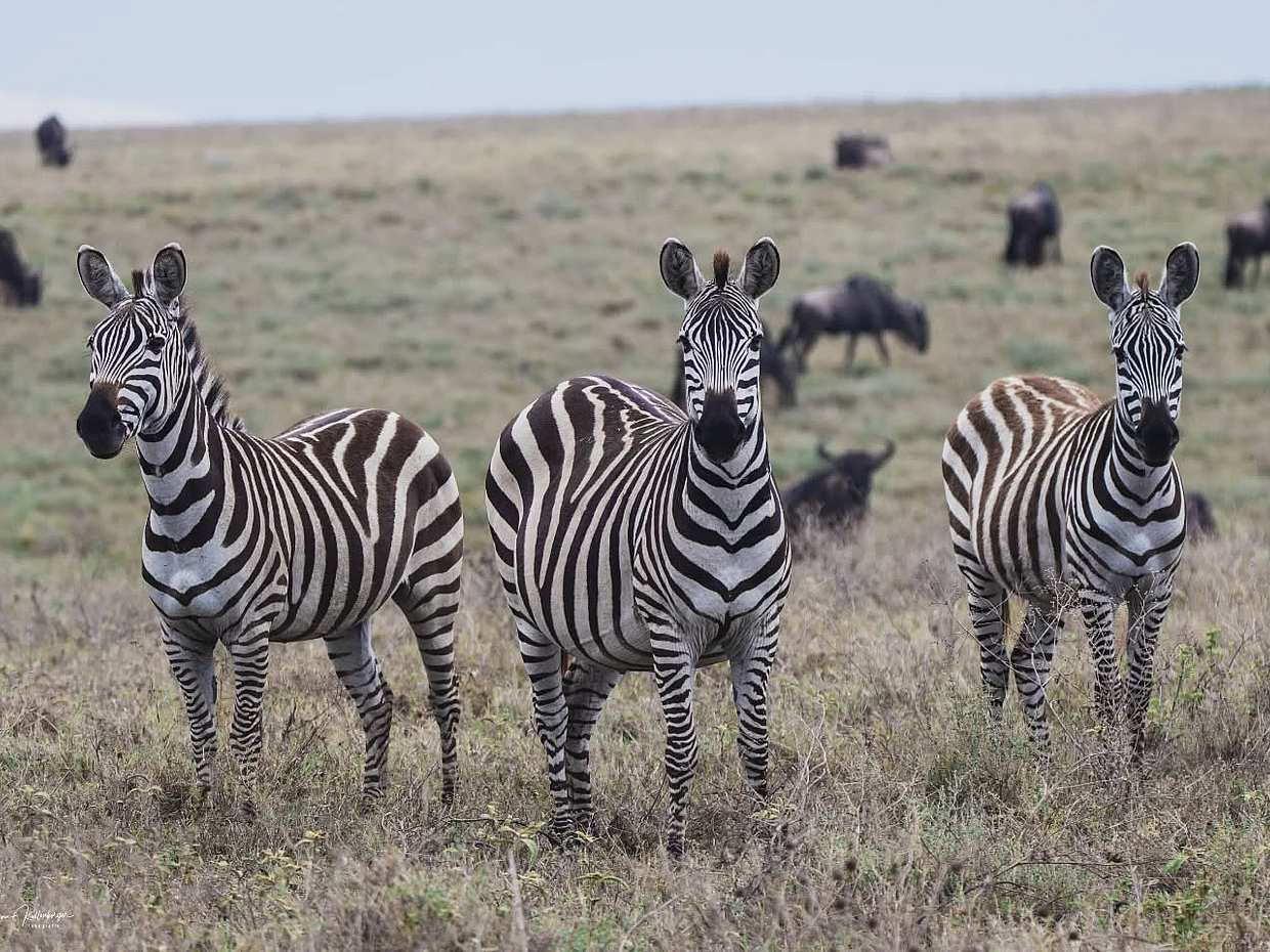 Tanzania: Day Safari in Tarangire National Park, Arusha