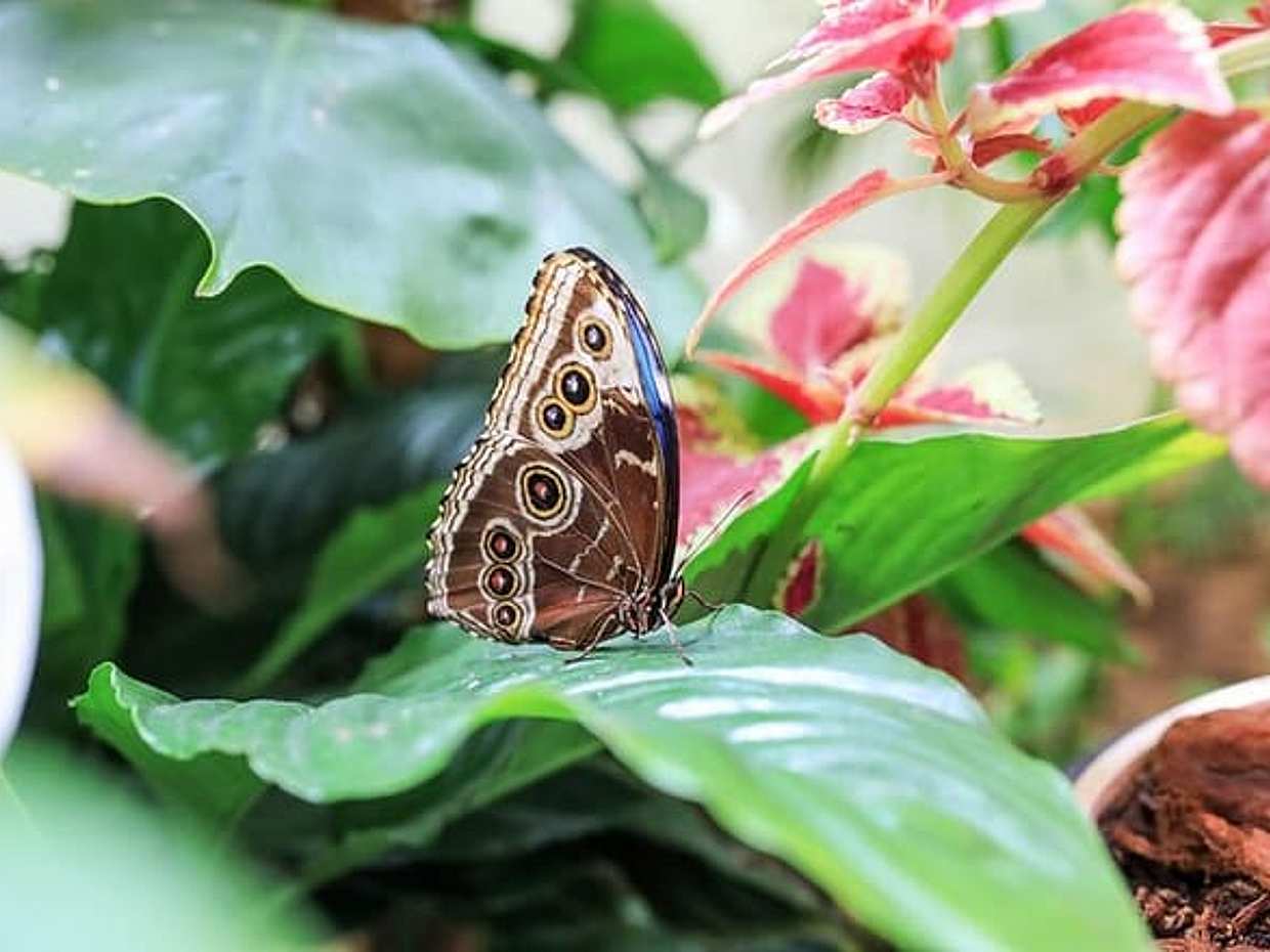 Dubai Miracle Garden and Butterfly Garden Tickets, photo 4