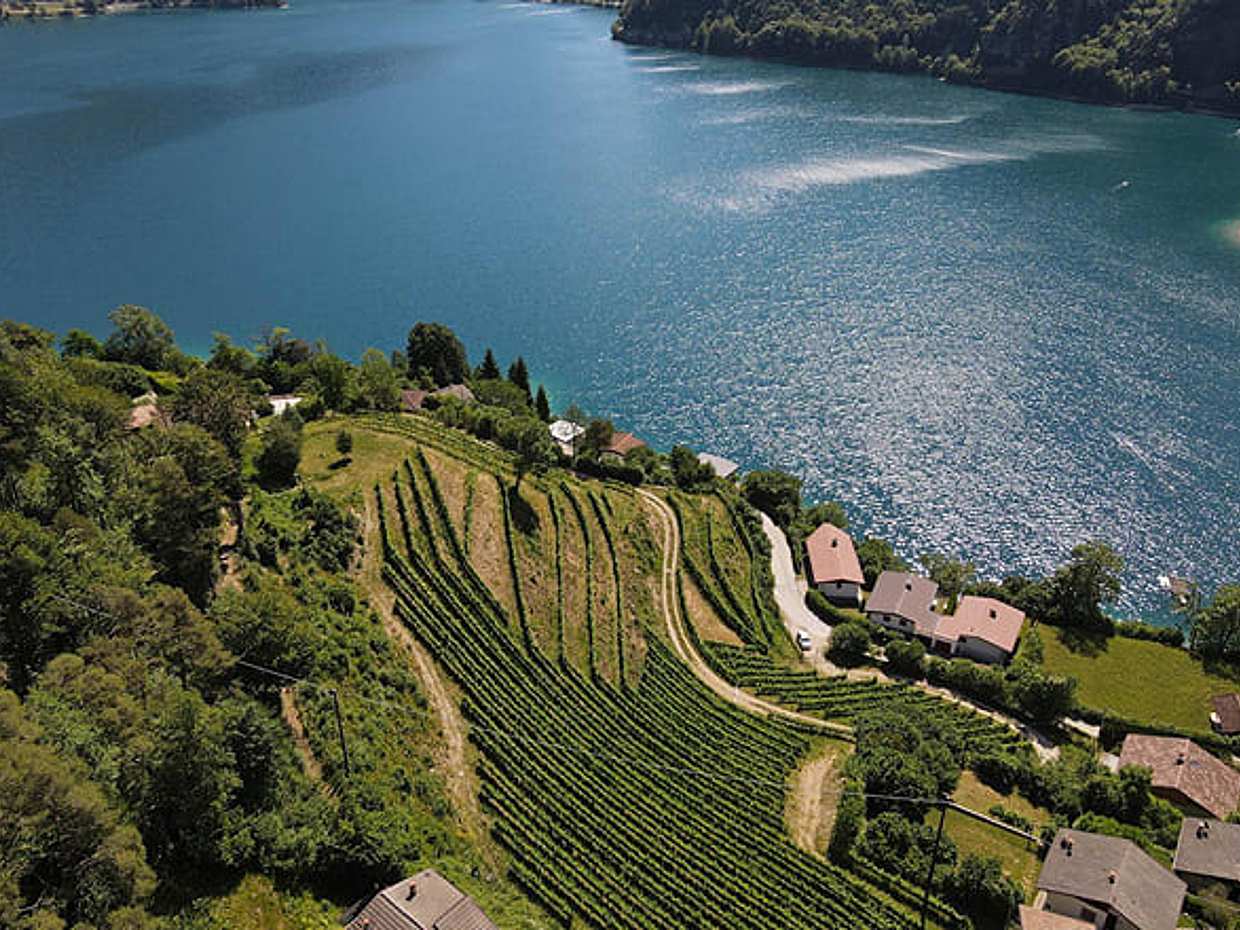Guided Tour & Tasting Among the Vines of Lake Ledro, photo 2