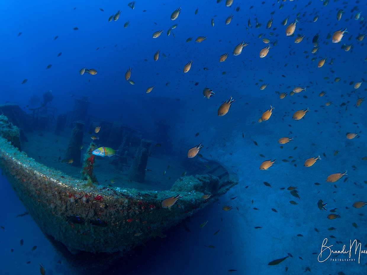 Buceo en la Isla de Porto Santo en Portugal.
, photo 2