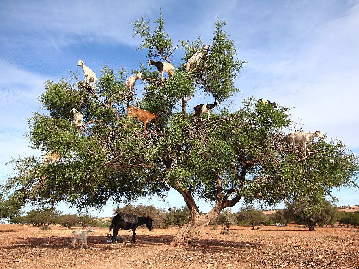 Shared Group Day Trip: Marrakech to Essaouira in Morocco, Marrakesh, photo 3