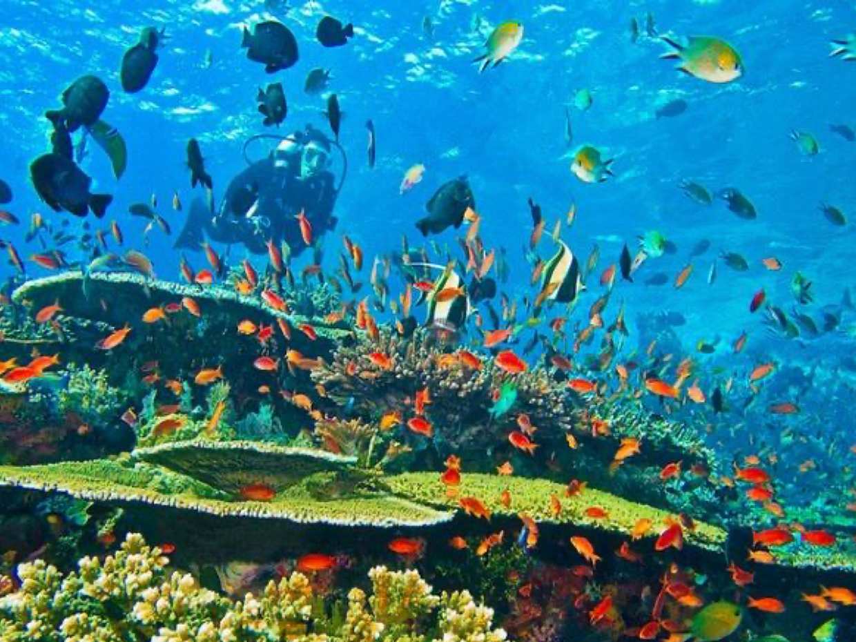 Nha Trang Island Diving Tour in Vietnam, photo 3