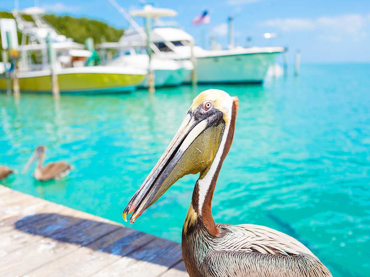 Key West Excursions from Miami: Shuttle, Dolphin Discovery, Snorkeling & More! in United States
