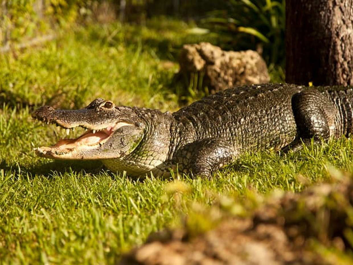 Everglades Ticket with Airboat Ride and Reptile Sanctuary, photo 2