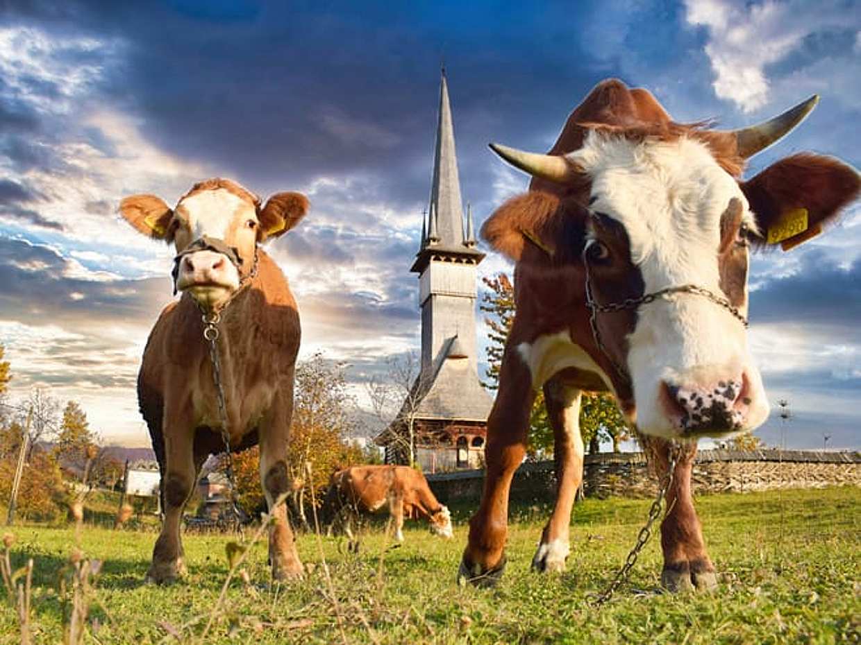 Maramures i Bukowina, Rumunia