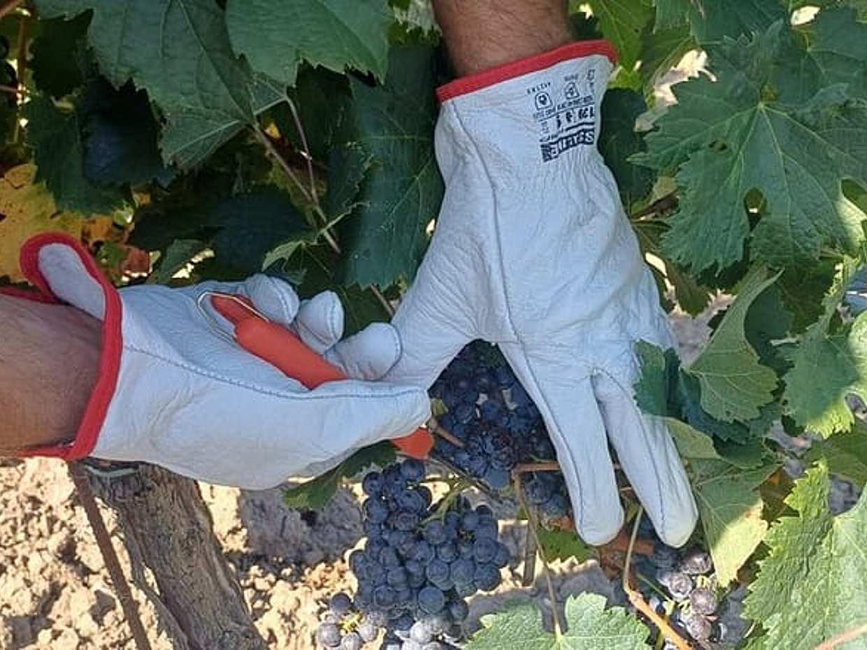 Tuscan Grape Stomping and Wine Tasting Adventure in Chianti, photo 3
