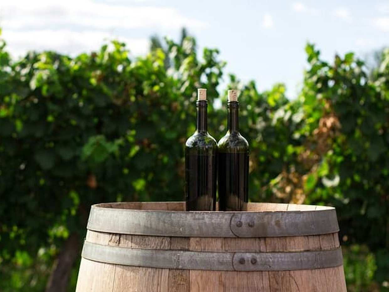 Private Tour in Winery Area with transfer From Vienna to Prague in Austria