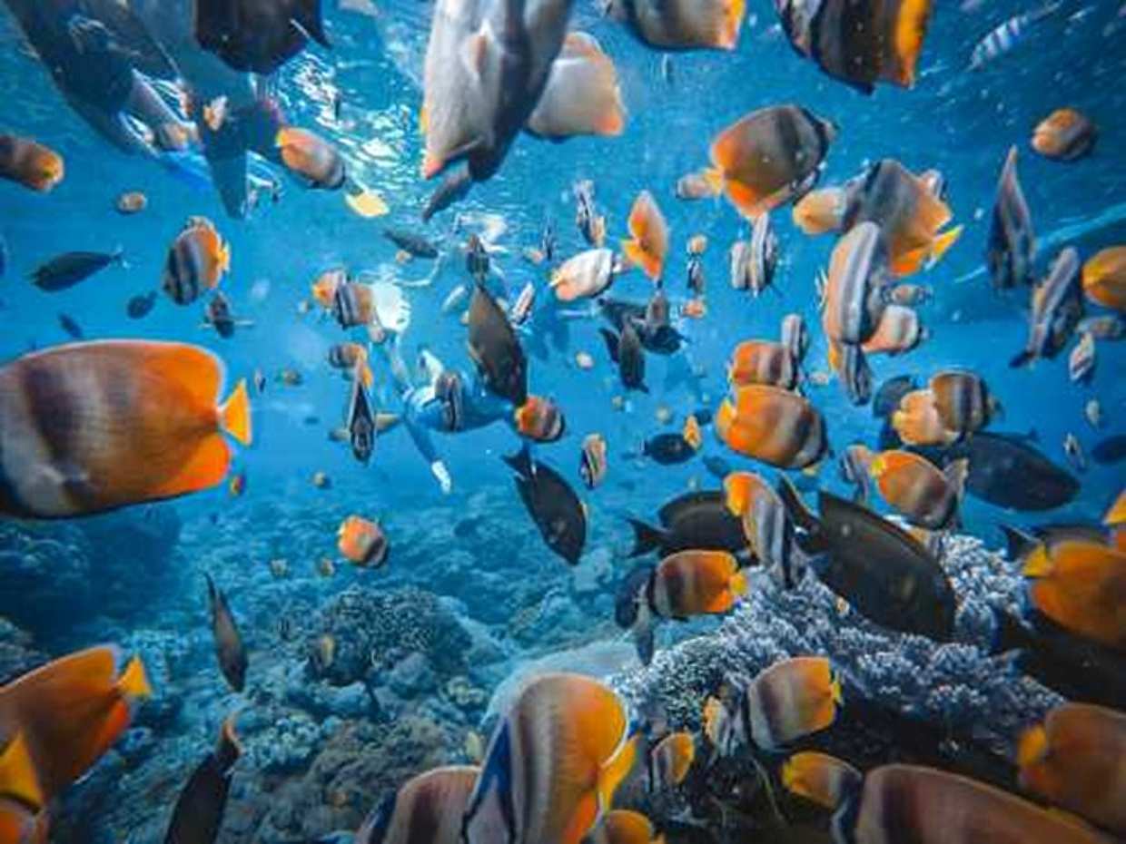 مغامرة الغوص في نوسا بينيدا في إندونيسيا، جزيرة نوسا بينيدا.
, photo 5