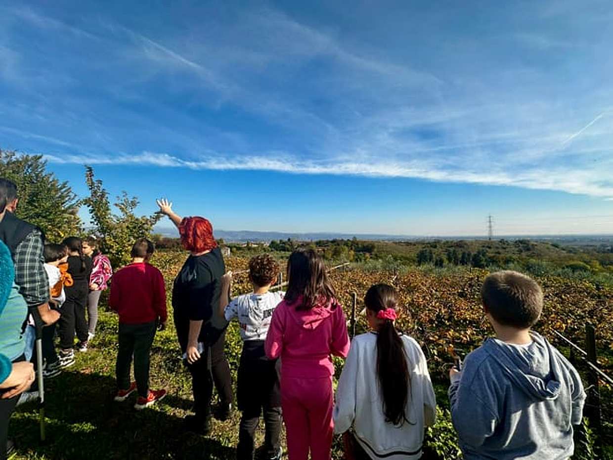 Lake Garda Olive Oil Tour & Tasting with Panoramic Views